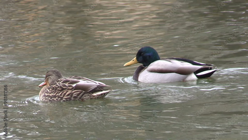 Mallard Drake and Hen
