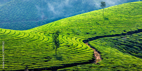 Fotografia Green tea plantations in Munnar, Kerala, India