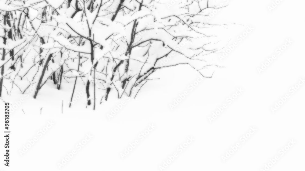 Fototapeta premium bush on a background of fresh snow winter soft background