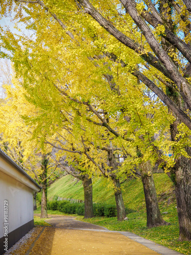 Yellow autumn ginko tree