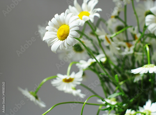 bouquet of big white camomilies  local soft focus  shallow DOF