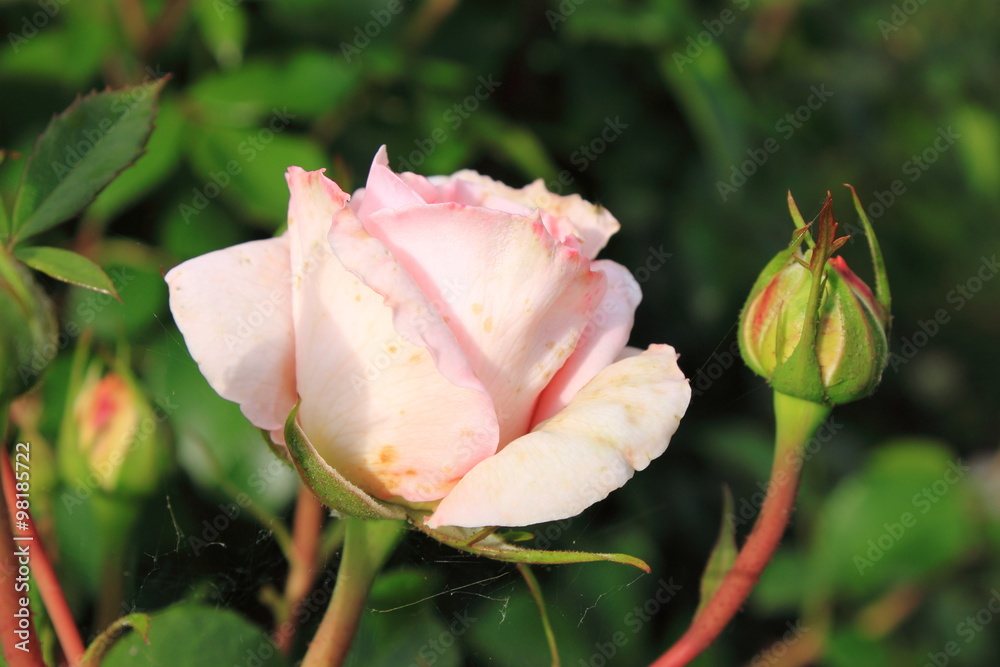 Pink rose Pink rose
