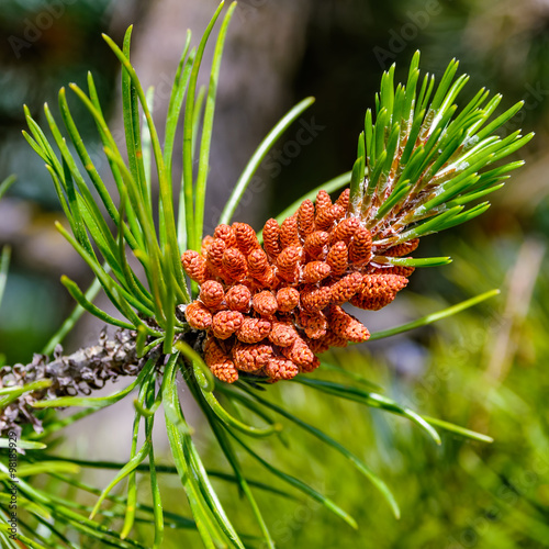 Pine flowers