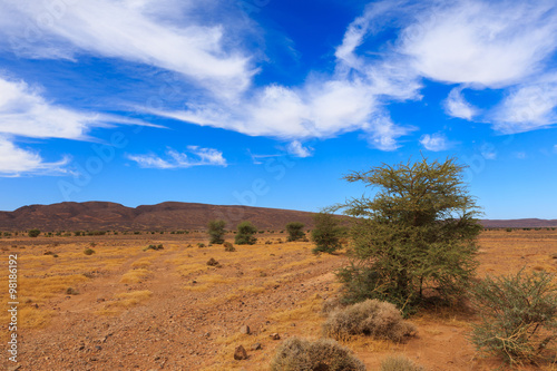 acacia in the Sahara desert