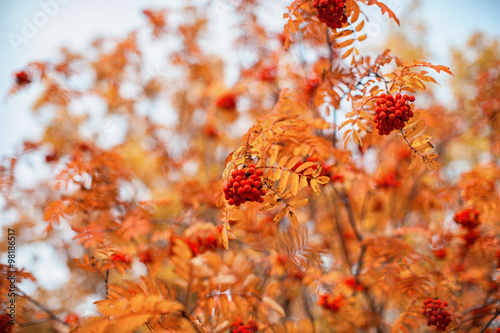 rowan-tree with rowanberry