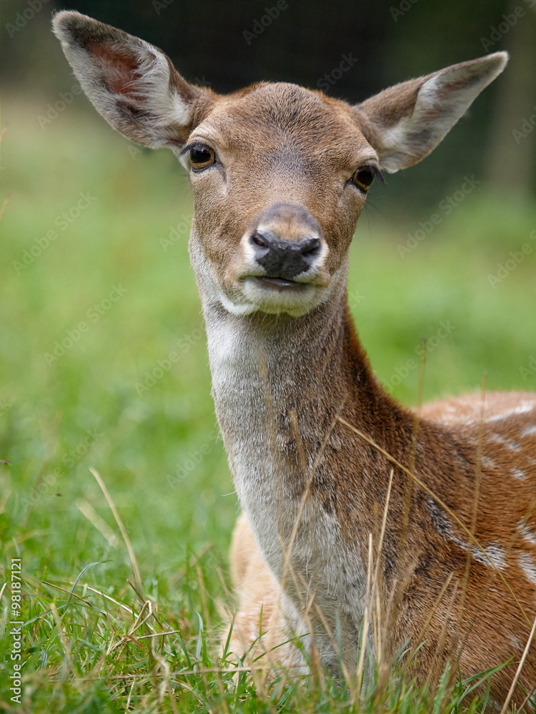 Watching deer