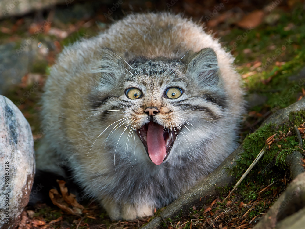 Fototapeta premium Pallas's cat (Otocolobus manul)