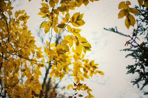 autumn tree leaves