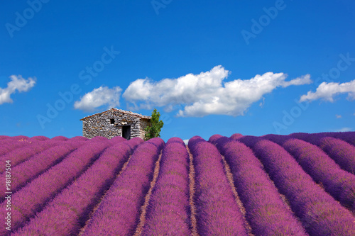 Lavendelfeld mit Schafstall in Sault, Südfrankreich