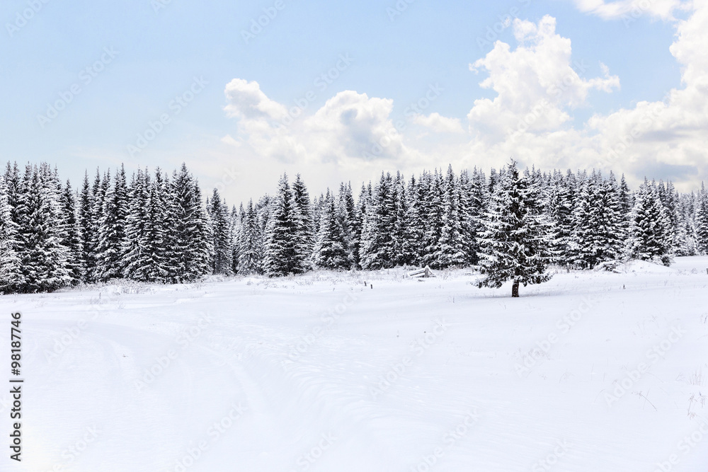 Spruce forest in winter. Winter landscape