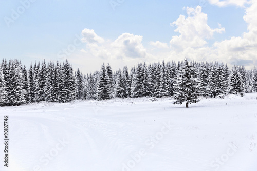 Spruce forest in winter. Winter landscape © ArtEvent ET