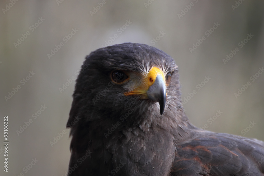 Parabuteo unicinctus head Parabuteo unicinctus head