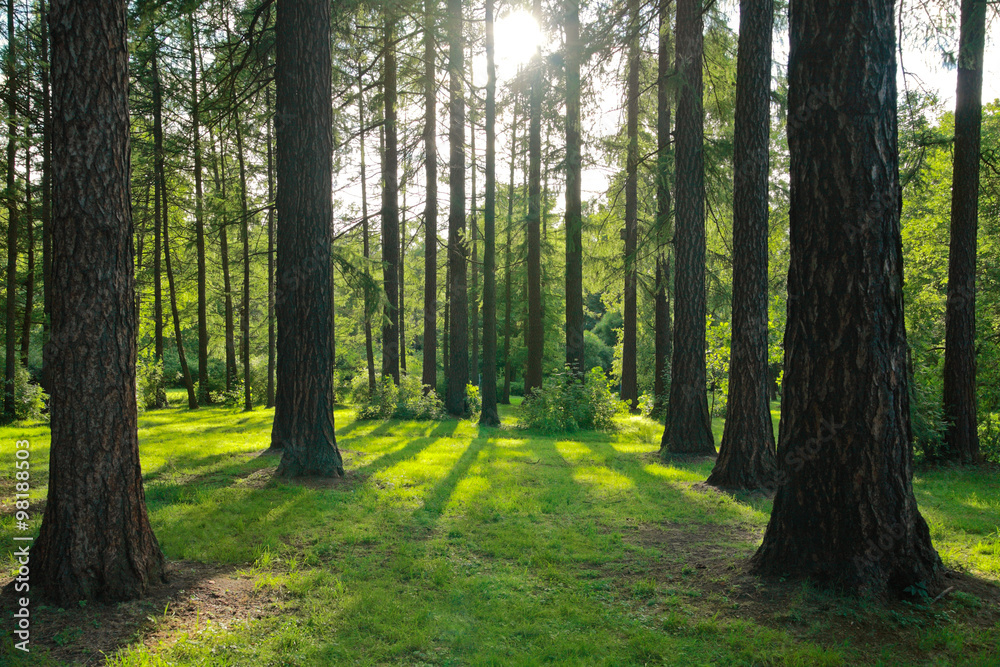Fototapeta premium Pine trees