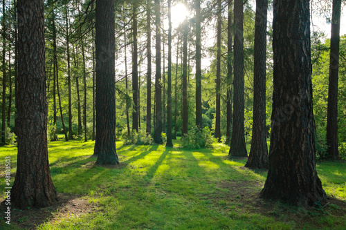 Pine trees