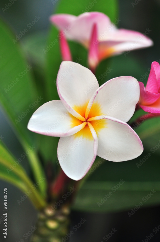 White , pink and yellow Plumeria blossom. (frangipani flowers, Frangipani, Pagoda tree or Temple tree) 