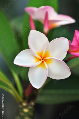 White   pink and yellow Plumeria blossom.  frangipani flowers  Frangipani  Pagoda tree or Temple tree  