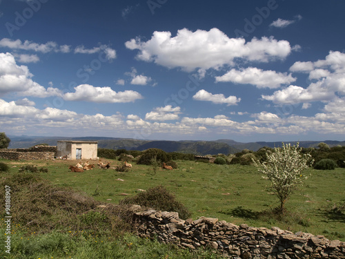 Cows in the southeast of Sardinia near Armungia, Italy, Europe photo