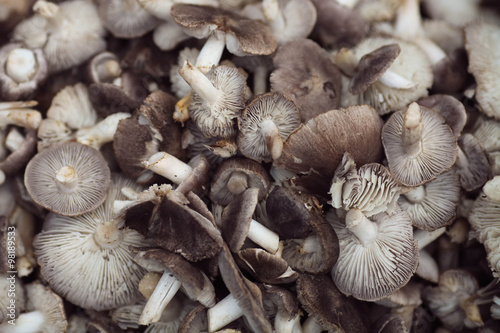 Pile of fresh mushrooms