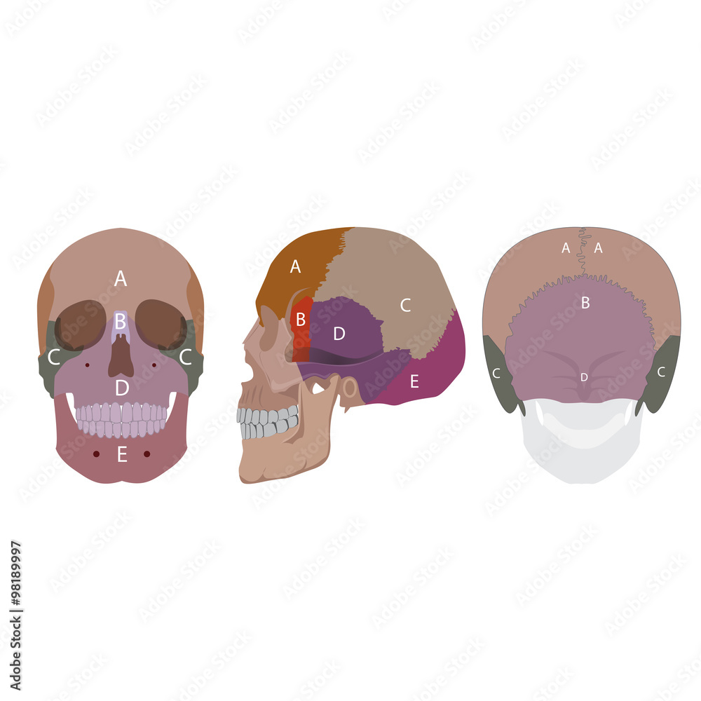 Vector Illustration Of Human Head Bones Types Side Front And Back View Stock Vector Adobe Stock Vector Illustration Of Human Head Bones Types Side Front And Back View Stock Vector Adobe Stock