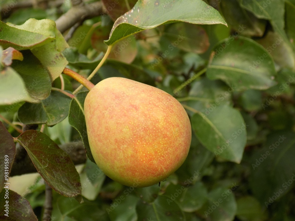 Pear on tree Pear on tree