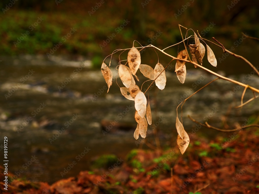 Perennial Honesty. Dry white seeds of flowers lunaria plant. at stream Perennial Honesty. Dry white seeds of flowers lunaria plant. at stream