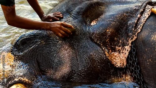 mahout washes his elephant in the river head macro shot