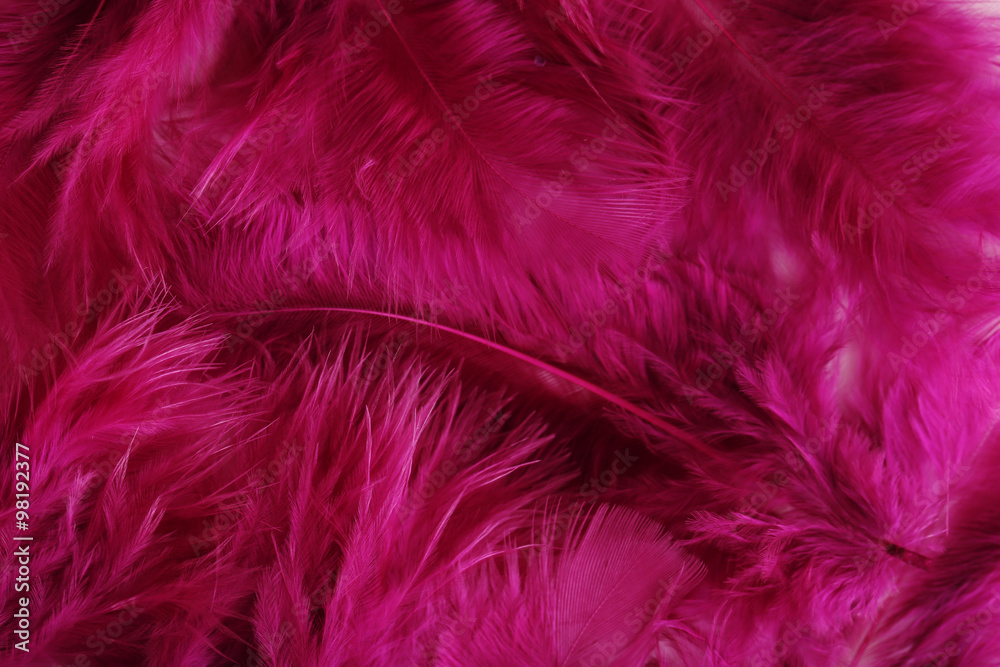 Fototapeta premium Feather background, close up