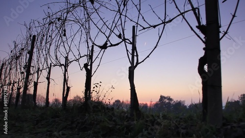 Vigneti al crepuscolo
