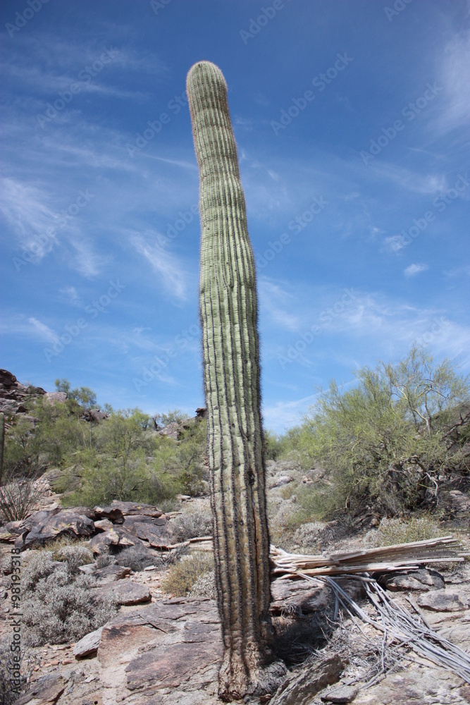 Saguaro Cactus in South Mountain Park Phoenix, Arizona