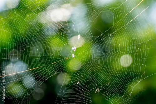 spider web in forest of Thailand