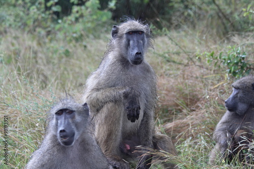Baboon