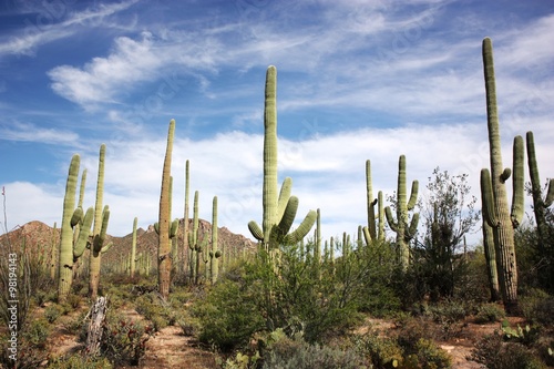 Cactus plants in the Saguaro National Park, Arizona USA