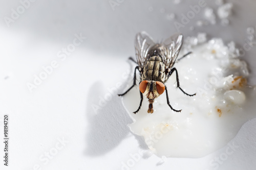 Common house fly eating sweet 