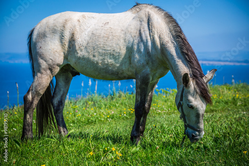 White horse with saddle at the Santander. Blurred sea in the bac