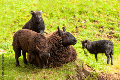 Highlander Black Sheeps photo