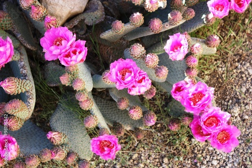 Beavertail pricklypear pink flowers in the Joshua Tree National Park, California USA  photo