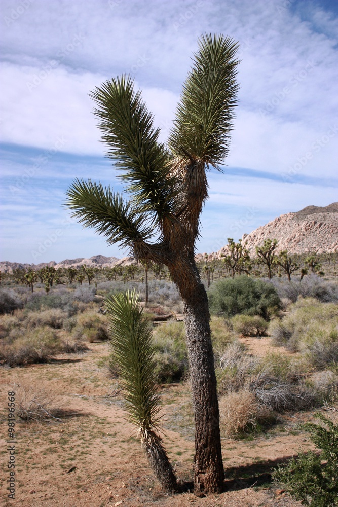 Small Joshua Tree in Joshua Tree National Park, California Small Joshua Tree in Joshua Tree National Park, California