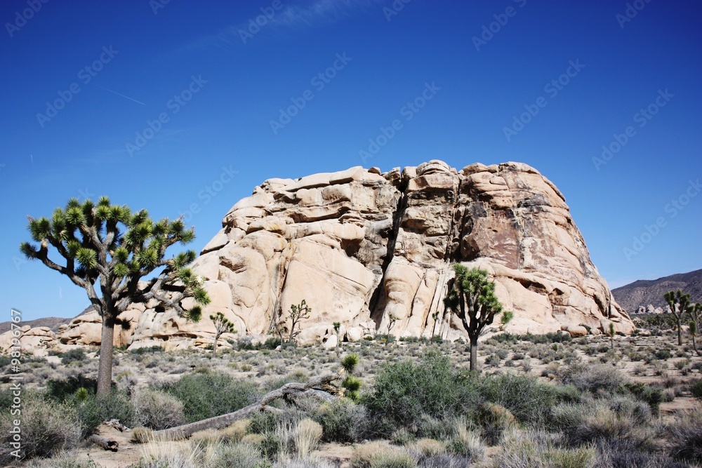 Fototapeta premium Joshua Tree National Park, California USA 