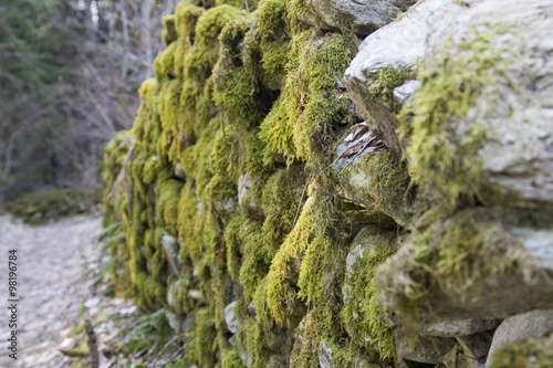 Old forest road in the Alps. Mossy old stone walls