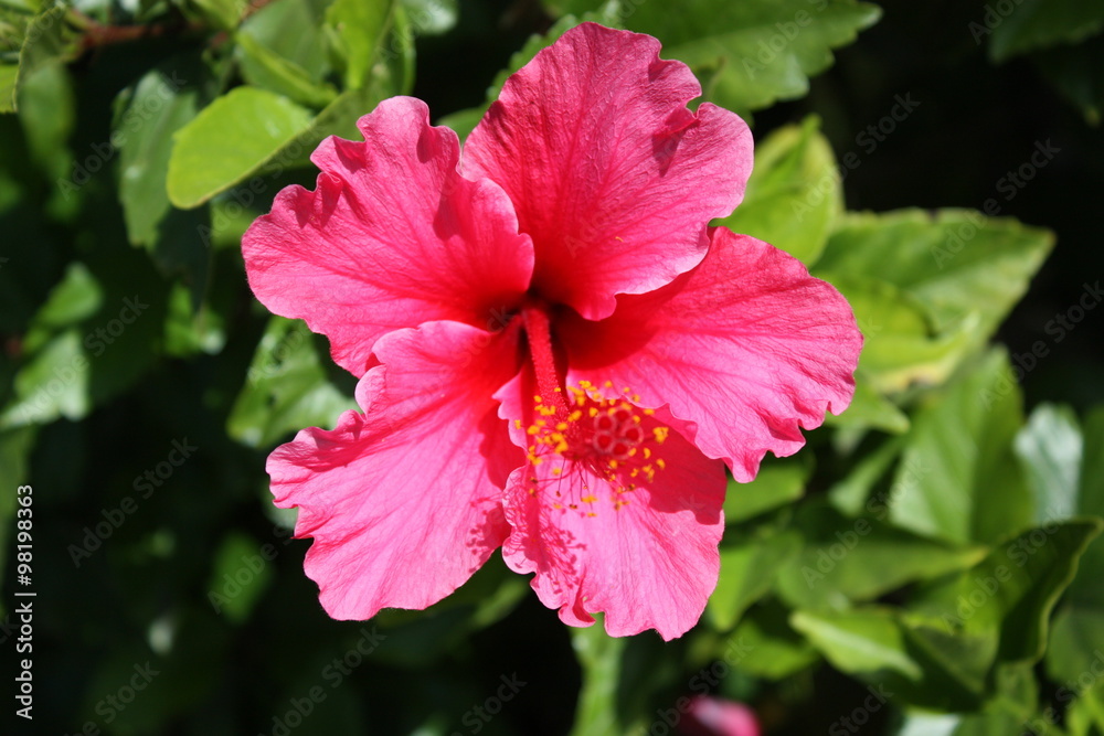 Pink Hibiscus flower in California, USA Pink Hibiscus flower in California, USA