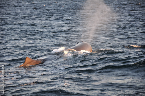 Sperm whale splash at sunset