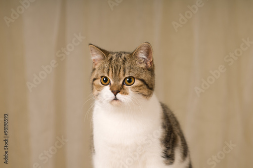 Scottish cat portrait