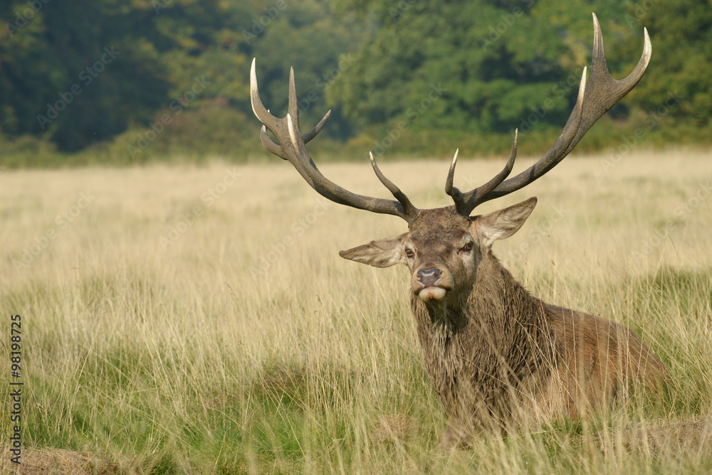 Red Deer, Deer, Cervus elaphus Red Deer, Deer, Cervus elaphus