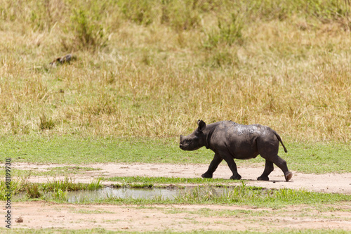 Nashorn photo