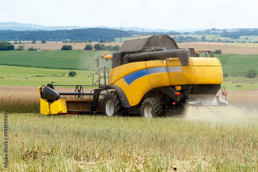 Obraz premium combine harvesting rape
