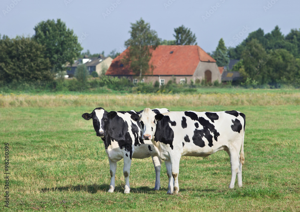Holstein-Frisian cattle in a green Dutch meadow.