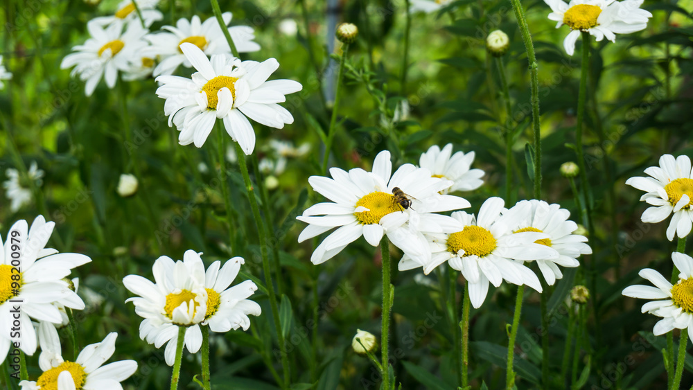 camomile flowers and bee