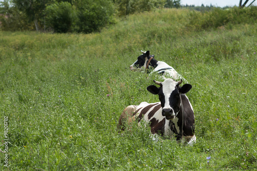 Two holstein cows in a green meadow