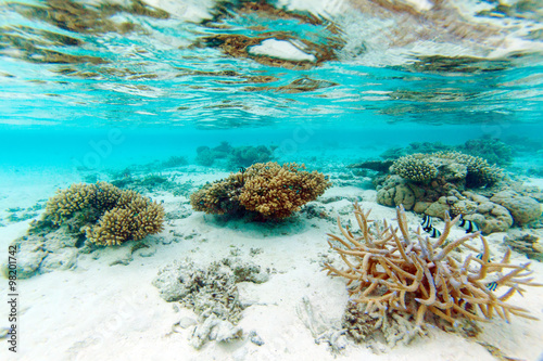 Shallow Water Coral Reef