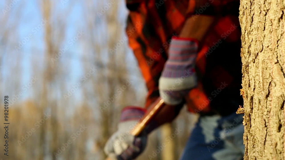 Slow motion of senior lumberjack cutting tree with axe in the forest